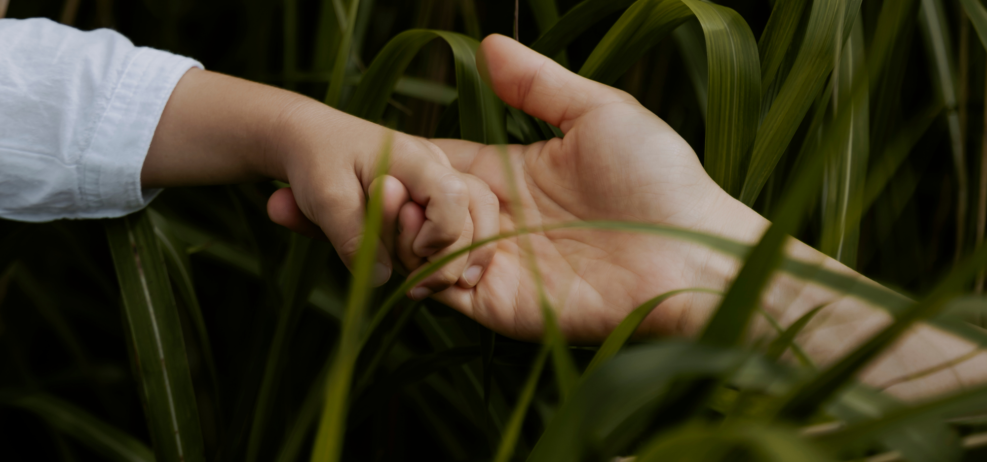 "Nourishing From the Source: The Benefits of Clean Cows and Goats Milk Formula for All Life Stages"