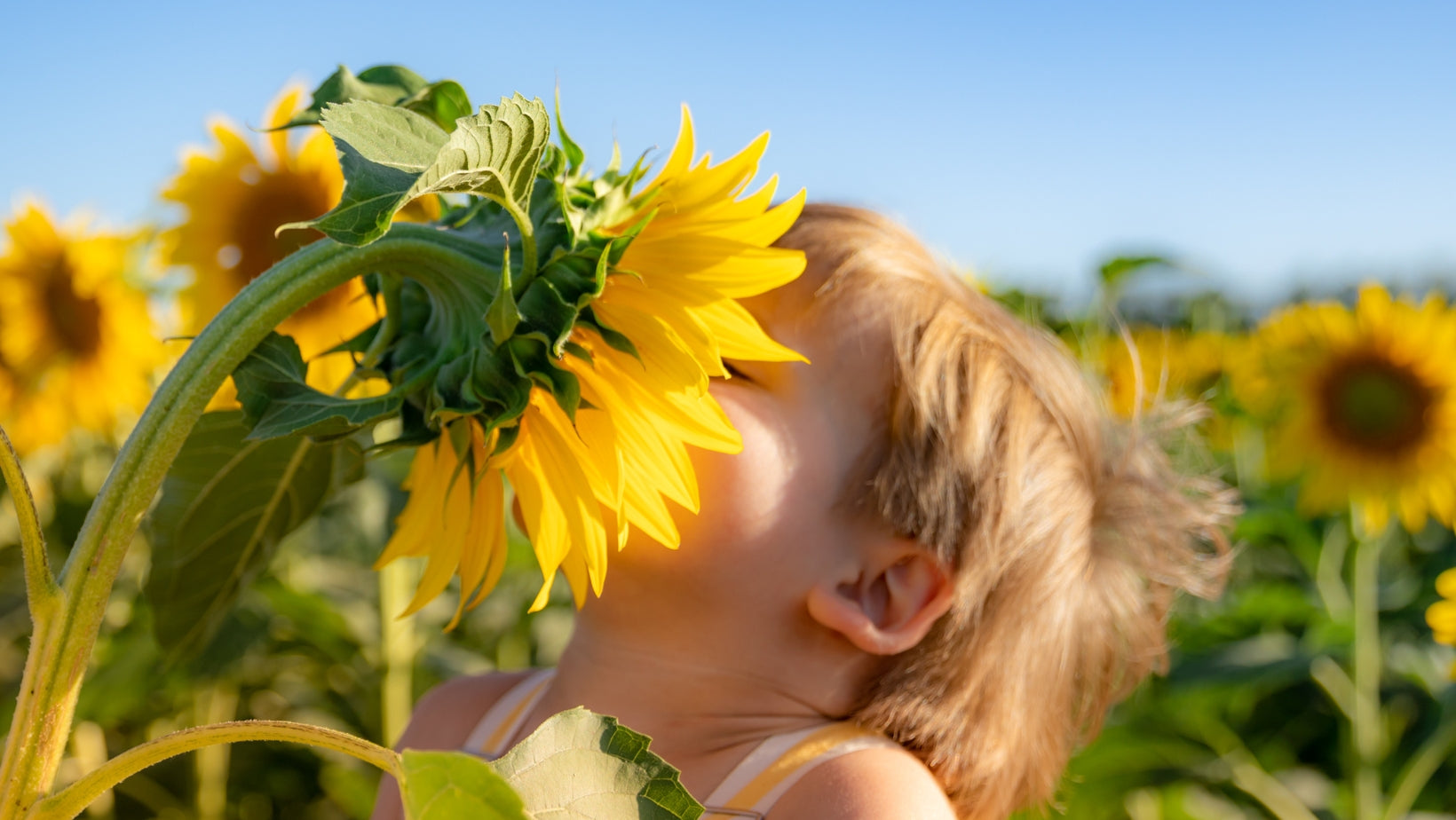 Sunflower Oil in Our Formula: Pure, Safe, and Packed with Benefits