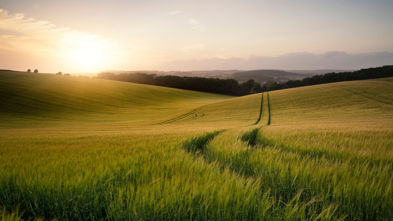 We mean it! Pesticide FREE!