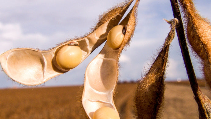 The Dangers of Soy Lecithin, Soy Oil and Soy Formulas